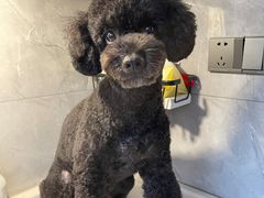 -喜洋洋宠物医院(震川路总店)