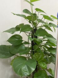 -广州紫馨整形外科医院