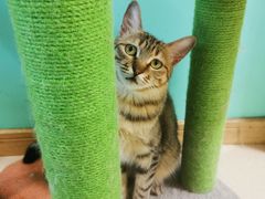 -猫在这儿猫咪咖啡馆·撸猫馆