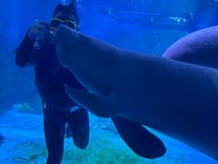 -烟台海昌鲸鲨海洋公园