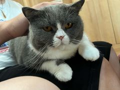 -是阿柴呀！柴犬咖啡·爱喵喵猫咖