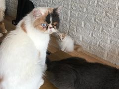 -平行世界·猫咖(首经贸店)