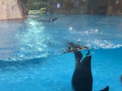 -帝企鹅自助餐厅•儿童岛•真企鹅(长隆企鹅酒店)