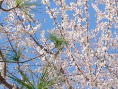 -桃花堤公园