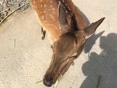 -鹿境梅花鹿生态园区