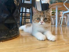 -Cappucimeow猫咪咖啡馆(韦伯时代店)
