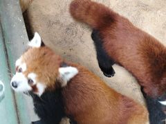 -石家庄市动物园