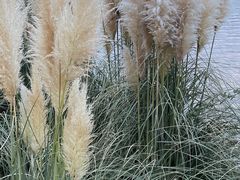 -眉山湿地公园(东坡区)