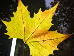 -重庆中央公园(渝北区)