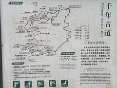 -天目山大树王景区