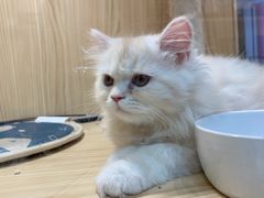 -屋虎猫馆(宝安大仟里店)