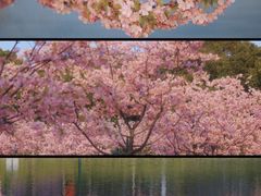 -新江湾城公园