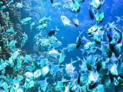 -海合安青岛极地海洋公园