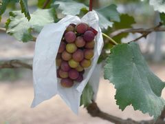 -马陆小张葡萄园农家乐