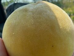 -南汇新场正宗水蜜桃采摘