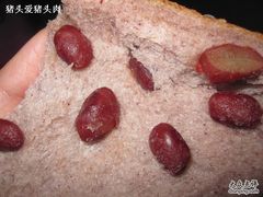 -爱维尔阳光蛋糕(和丰店)