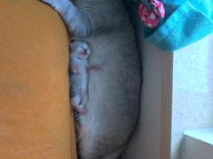 -喜多萌中农锦绣动物医院24H·猫科·牙科MRI·CT