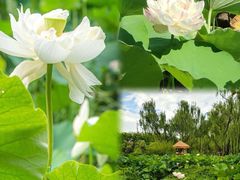 -洛阳市隋唐城遗址植物园