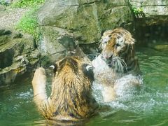 -深圳野生动物园