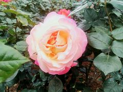 -人民公园(罗湖区)