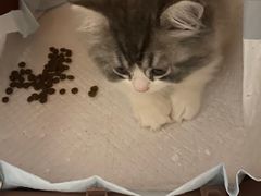 -萌兽医馆·宠物医院·猫骨科(创景店)