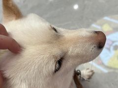 -柴犬小屋·柴餐厅·狗咖食堂(金鼎广场店)