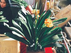 -龙大花卉苗木市场