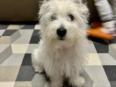 -翊宠yipet猫狗购宠庄园犬舍•猫舍