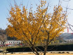 -千年银杏谷文化旅游区