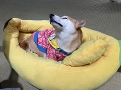 -逗柴咖啡屋·狗咖猫咖宠物桌游