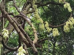 -天鹿湖森林公园