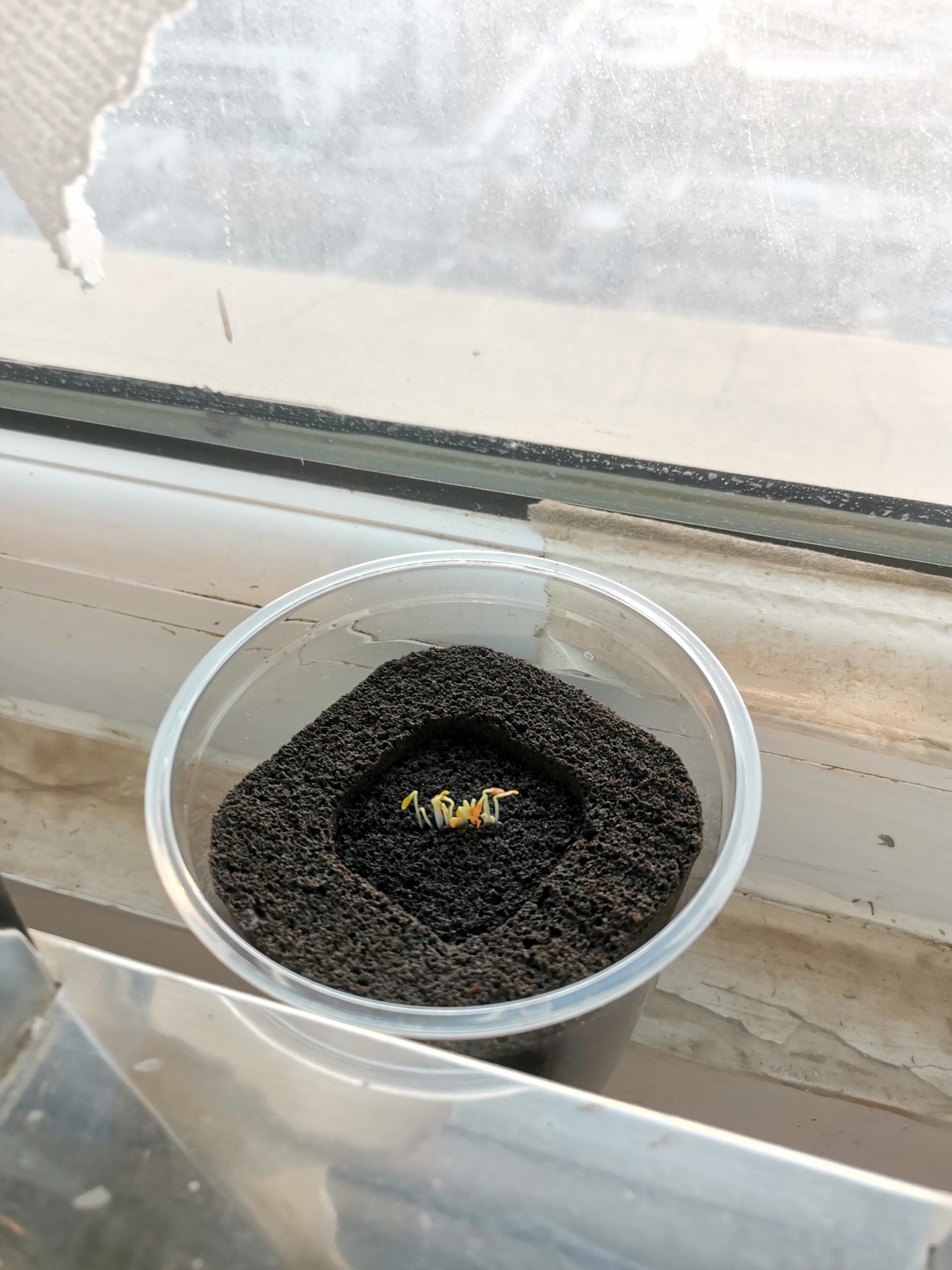 北京花卉免费送的红苋菜发芽啦