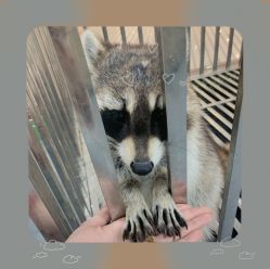 -Moni星球萌宠·小马宝莉·灵蛇·高端高阶全萌宠互动体验俱乐部(红豆国际广场店)
