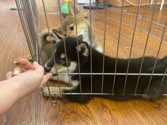 -豆柴町-柴犬主题狗咖(红鼎国际C座店)