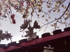 -南汇桃花村