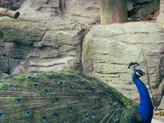 -泉州海丝野生动物世界