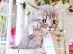 -十年猫舍·猫咪专门店(普陀店)