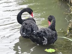 -荷兰花海