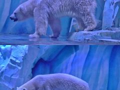 -上海海昌海洋公园-冰山北极馆