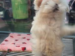 -FAELING PETS美天灵宠物(合生汇店)