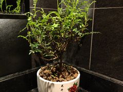 -呷哺呷哺 黄金牧场 (阳泉滨河新天地店)