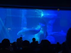 -海合安武汉极地海洋公园