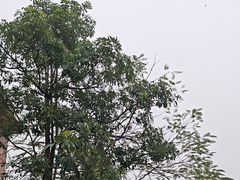 -灵玲国际马戏城