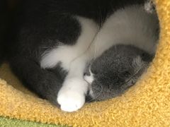 -喵园·猫主题咖啡厅·撸猫·猫咖(国贸店)