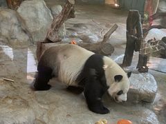-海南热带野生动植物园