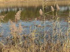 -武清南湖绿博园