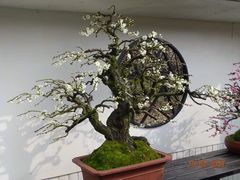 -香雪海