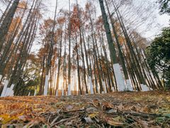-乌镇东栅景区