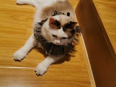 -啵啵喵·猫咖(攀华国际店)