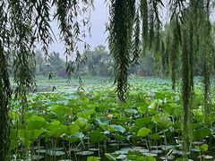 -桔子酒店(北京中关村软件园店)